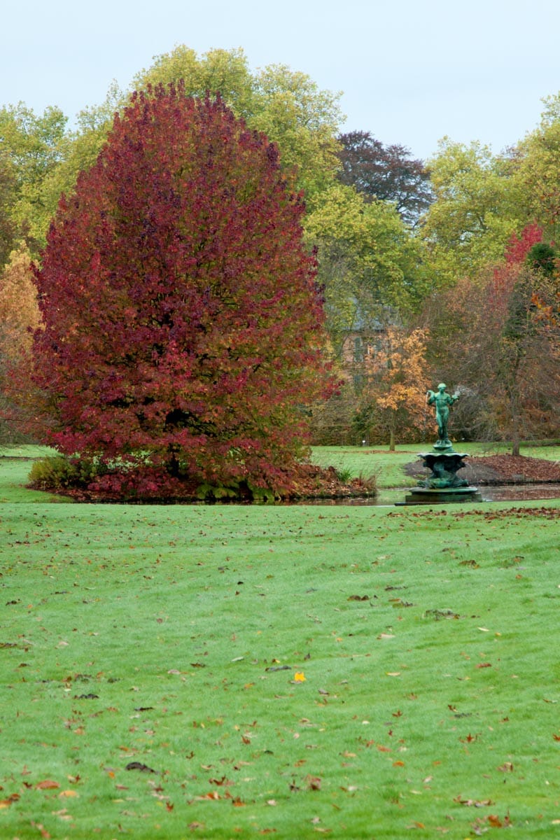 Liquidambar styraciflua 'Lane Roberts' (American Sweetgum), a dense upright tree in deep crimson autumn foliage beside a pond, with a bronze statue and lawn.