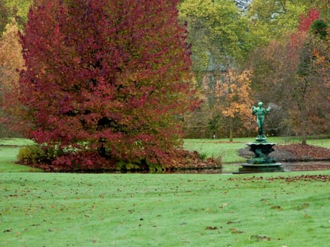 Liquidambar styraciflua 'Lane Roberts'