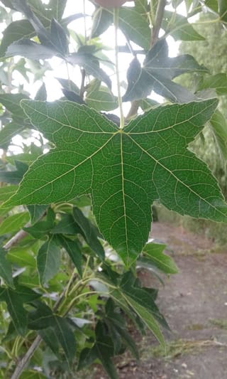 Liquidambar styraciflua 'Lees Red' (American Sweetgum) leaf, a green star-shaped leaf with pale veins, hanging among summer foliage over a dirt path.