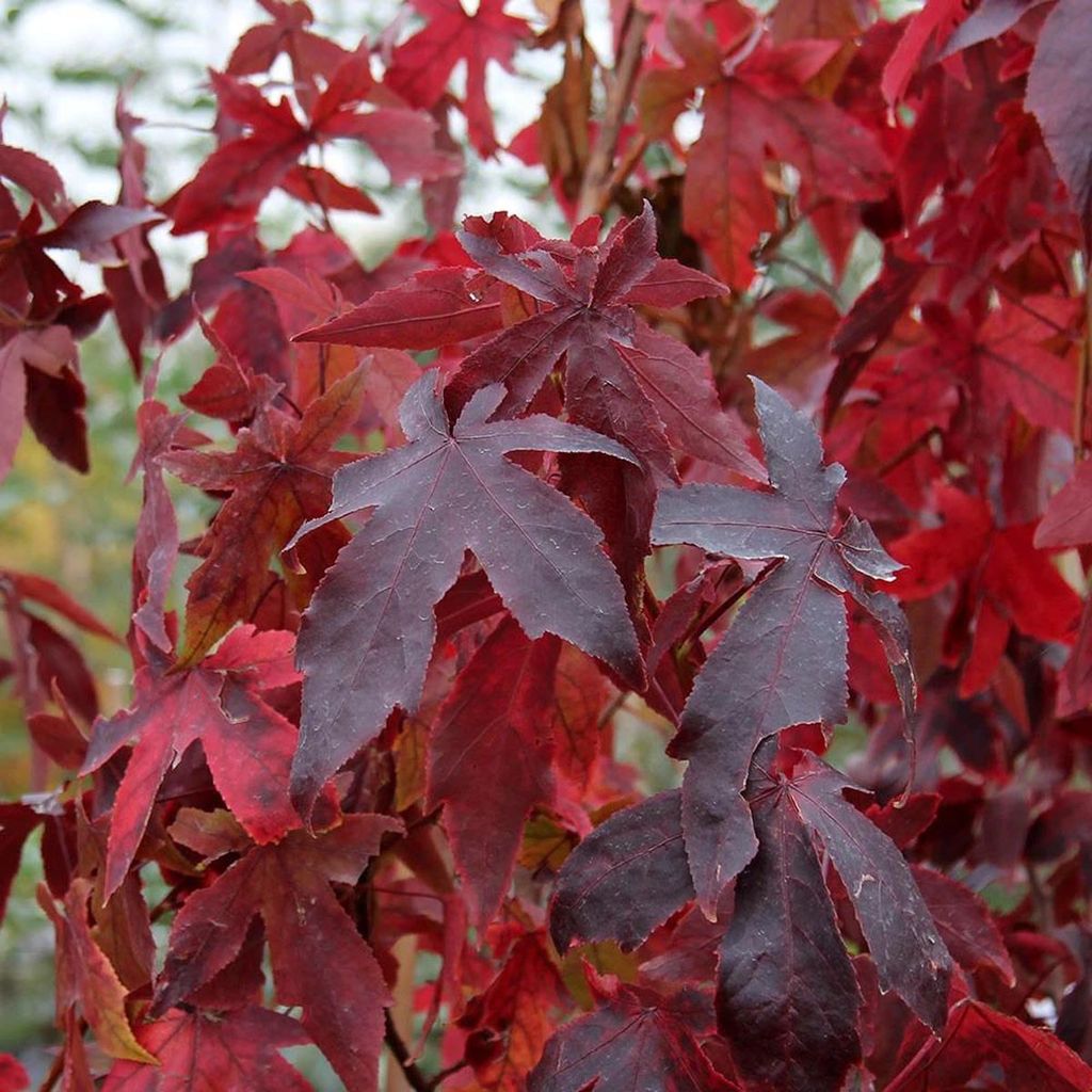 Close-up of Liquidambar styraciflua 'Lees Red' (American Sweetgum) foliage, with star-shaped leaves in deep crimson and purple-red autumn colour.
