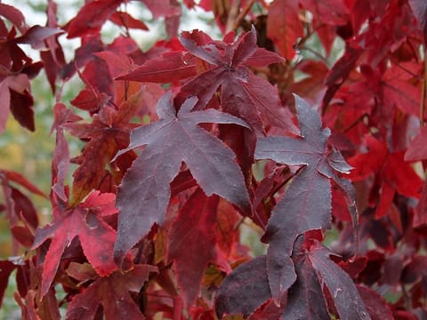 Liquidambar styraciflua 'Lees Red'