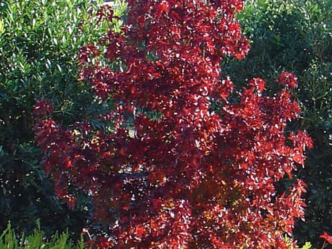 Liquidambar styraciflua 'Little Richard'