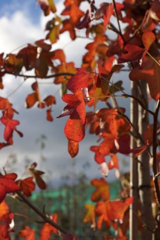 Liquidambar styraciflua 'Rotundiloba' (American Sweetgum) foliage in autumn, with rounded red and orange leaves on thin branches against a cloudy sky.