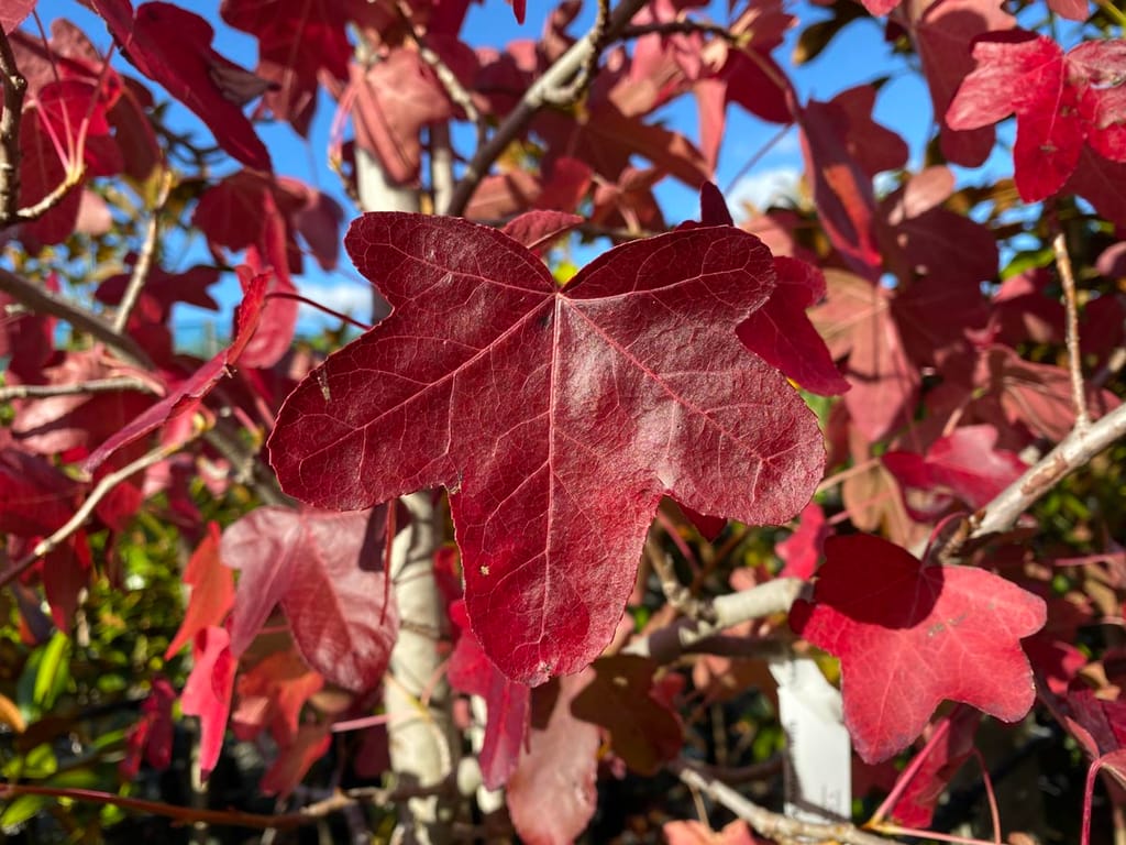 Liquidambar styraciflua 'Rotundiloba' (American Sweetgum) with a large burgundy-red leaf with rounded lobes, surrounded by red autumn foliage against a blue sky.