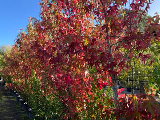Row of potted Liquidambar styraciflua 'Worplesdon' (American Sweetgum) trees in autumn, with star-shaped leaves in red, orange and yellow under a blue sky.