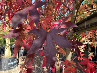 Liquidambar styraciflua 'Worplesdon' (American Sweetgum) with star-shaped autumn leaves in deep purple, red and orange, on trees growing in planter bags at a nursery.