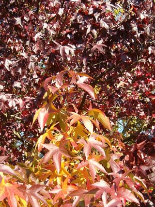 Liquidambar styraciflua 'Worplesdon' (American Sweetgum) foliage in autumn, with star-shaped leaves in yellow, orange, red and deep purple against branches and blue sky.