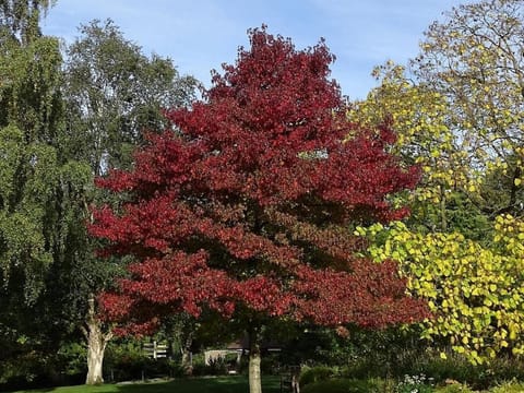 Liquidambar styraciflua 'Worplesdon'