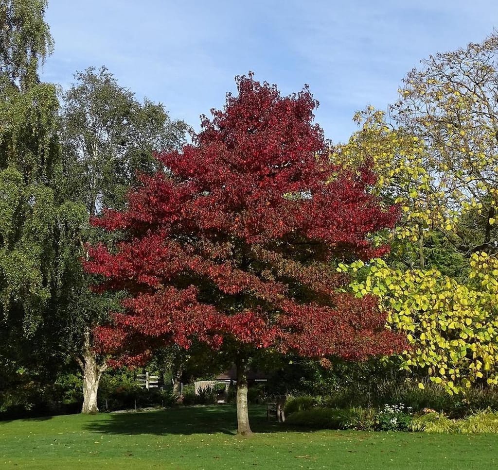 Liquidambar styraciflua 'Worplesdon' (American Sweetgum) in autumn, an upright tree with deep red foliage standing on a lawn beside yellow and green trees.