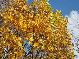 Liriodendron chinense (Chinese Tulip Tree) canopy in autumn, with lobed leaves turning yellow, gold and amber against a blue sky and bare twigs.