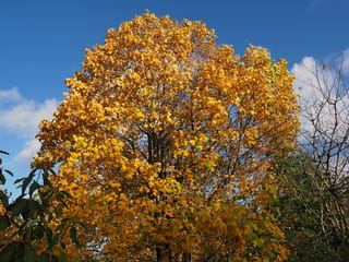 Liriodendron chinense (Chinese Tulip Tree) in autumn, its dense, upright crown covered in golden-yellow leaves against a clear blue sky.