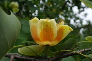 Liriodendron chinense (Chinese Tulip Tree) flower with pale yellow petals banded orange at the base, set among broad green leaves on a branch.