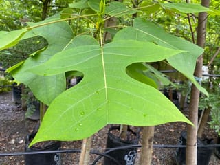 Liriodendron chinense (Chinese Tulip Tree) with large, broad green lobed leaves dotted with water droplets, on young staked trees in black planter bags.