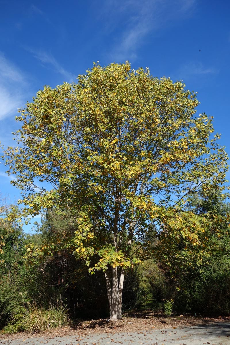 Liriodendron chinense (Chinese Tulip Tree) with a broad rounded canopy of green leaves turning yellow, on a slender pale trunk against blue sky.