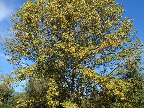 Liriodendron chinense