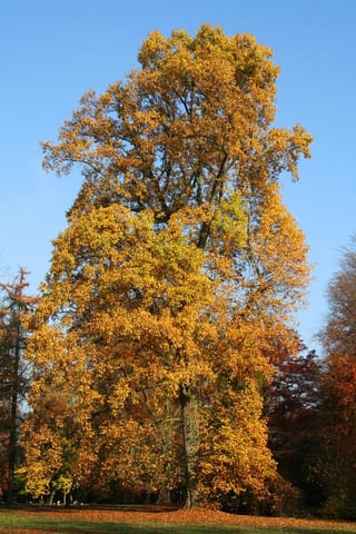 Mature Liriodendron tulipifera (Tulip Tree) in full golden-yellow autumn foliage, with a tall trunk, standing on grass strewn with fallen leaves under a blue sky.