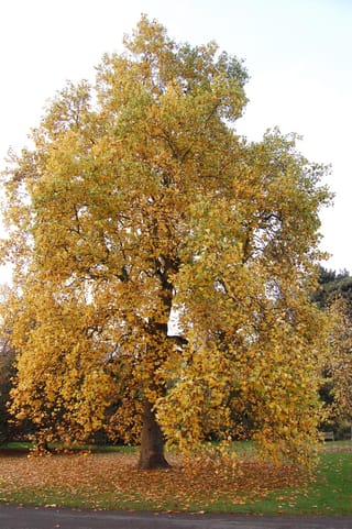 Liriodendron tulipifera (Tulip Tree) in autumn, a large deciduous tree with golden-yellow and green foliage, fallen leaves scattered on the lawn beneath.