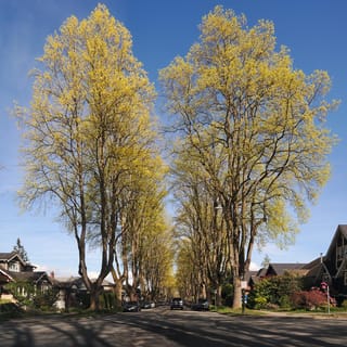 Tulip Tree (Liriodendron tulipifera) lining a residential street, tall trunks and branches carrying fresh yellow-green spring foliage against a blue sky.