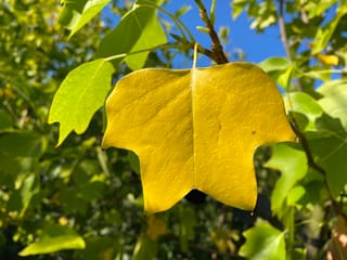 Liriodendron tulipifera 'Allenton Gold' (Tulip Tree) leaf, a broad golden-yellow lobed leaf hanging among lime-green foliage against a blue sky.