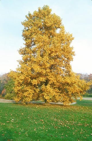 Liriodendron tulipifera 'Allenton Gold' (Tulip Tree), a mature tree in golden autumn foliage on a green lawn scattered with fallen leaves.
