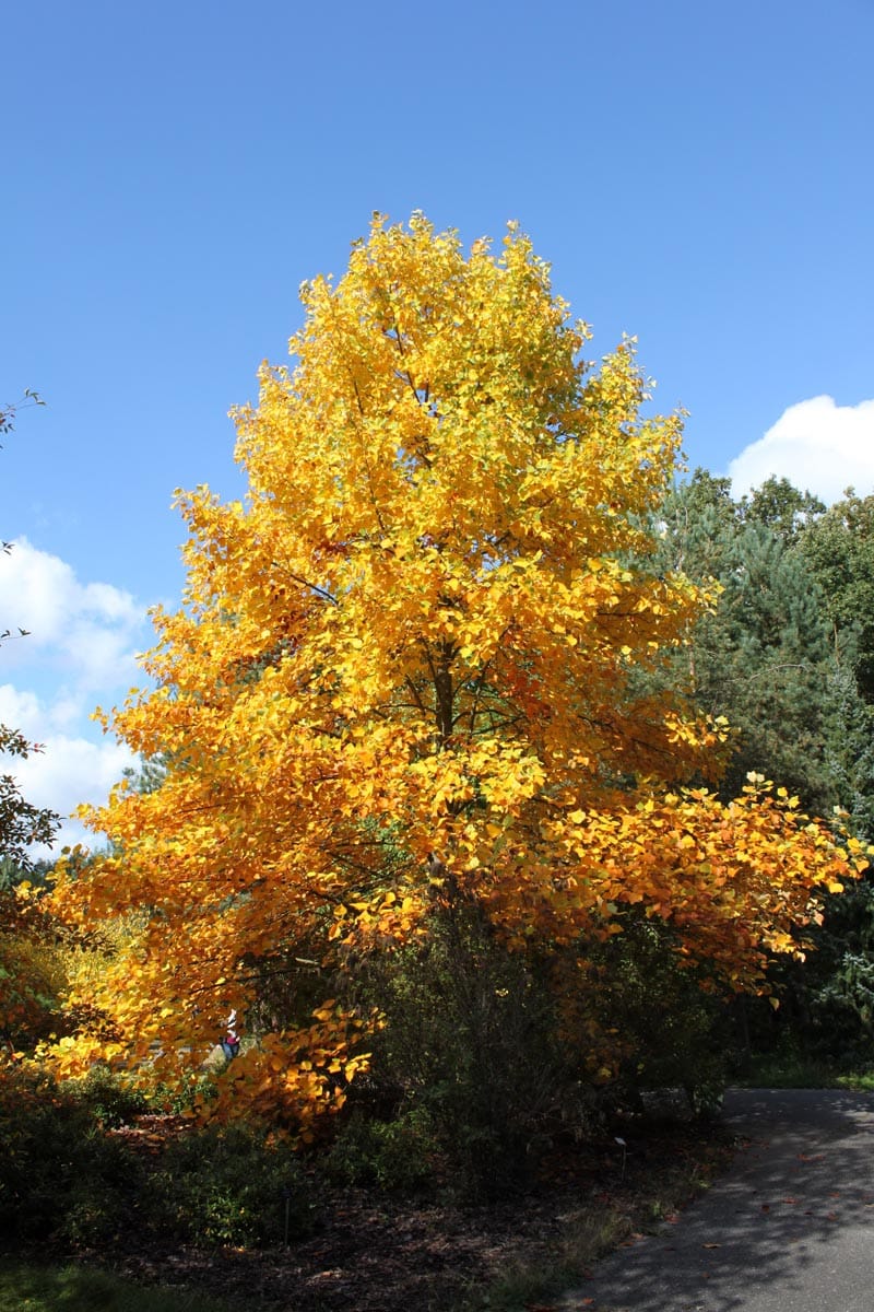 Liriodendron tulipifera 'Allenton Gold' (Tulip Tree) in autumn, a upright tree with dense golden-yellow and orange foliage beside a path under a blue sky.