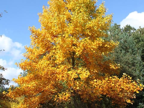 Liriodendron tulipifera 'Allenton Gold'
