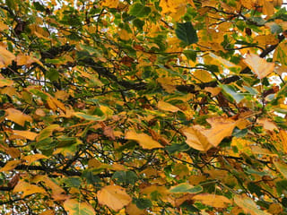 Liriodendron tulipifera 'Aureomarginatum' (Tulip Tree) canopy in autumn, with lobed leaves turning from green to yellow and gold among dark branches.