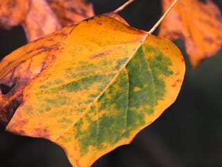 Liriodendron tulipifera 'Aureomarginatum' (Tulip Tree) leaf in autumn, turning golden-orange with green patches along the veins, against a dark blurred background.