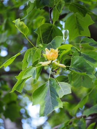 Liriodendron tulipifera 'Aureomarginatum' (Tulip Tree) branch with lobed green leaves blotched darker in the centre and a yellow-orange tulip-shaped flower.