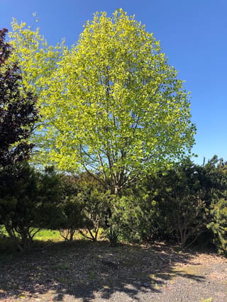 Liriodendron tulipifera 'Aureomarginatum' (Tulip Tree), a multi-stemmed tree with bright yellow-green foliage against a blue sky, growing above dark shrubs.