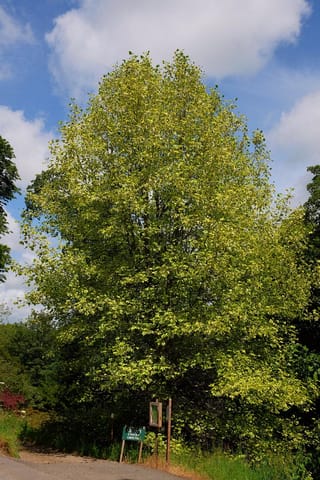 Mature Liriodendron tulipifera 'Aureomarginatum' (Tulip Tree), a tall tree with yellow-green variegated foliage, growing beside a gravel path under blue sky.