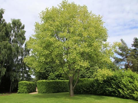 Liriodendron tulipifera 'Aureomarginatum'
