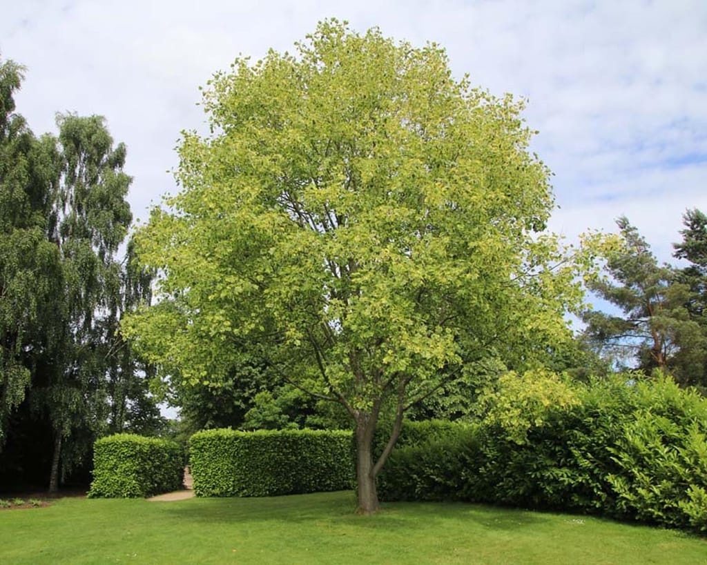 Liriodendron tulipifera 'Aureomarginatum' (Tulip Tree), a mature tree with a rounded canopy of yellow-green leaves, standing on a lawn beside clipped hedges.