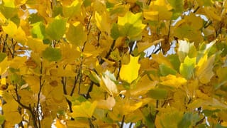 Liriodendron tulipifera 'Fastigiatum' (Tulip Tree) branches with broad, lobed leaves turning butter-yellow and green in autumn against a pale sky.
