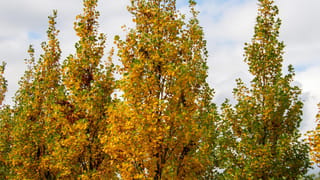 Liriodendron tulipifera 'Fastigiatum' (Tulip Tree), narrow columnar trees with yellow and green autumn foliage against a cloudy sky.