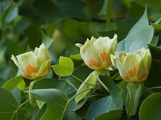 Liriodendron tulipifera 'Fastigiatum' (Tulip Tree) flowers, three cream-green tulip-shaped blooms with orange markings, surrounded by broad green lobed leaves.