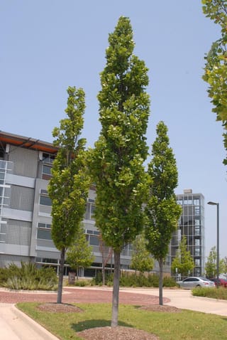 Liriodendron tulipifera 'Fastigiatum' (Tulip Tree), narrow columnar trees with green summer foliage, planted in mulched lawn beds beside a paved car park and modern building.