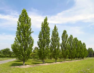 Row of Liriodendron tulipifera 'Fastigiatum' (Tulip Tree), narrow columnar trees with green summer foliage, planted along a grassy lawn under a blue sky.