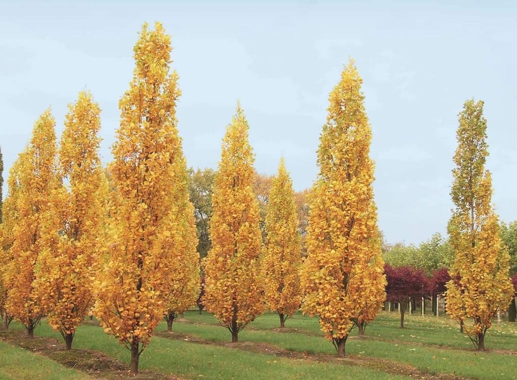 Liriodendron tulipifera 'Fastigiatum' (Tulip Tree), narrow columnar trees with golden-yellow autumn foliage, growing in rows on grass in a nursery field.