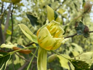 Liriodendron tulipifera 'Snowbird' (Tulip Tree) flower in close-up, with pale yellow-green petals banded in orange, among cream-edged variegated leaves.