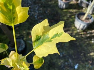Liriodendron tulipifera 'Snowbird' (Tulip Tree) leaves with a green central blotch and broad yellow-cream margins, held on pale stems above nursery pots.