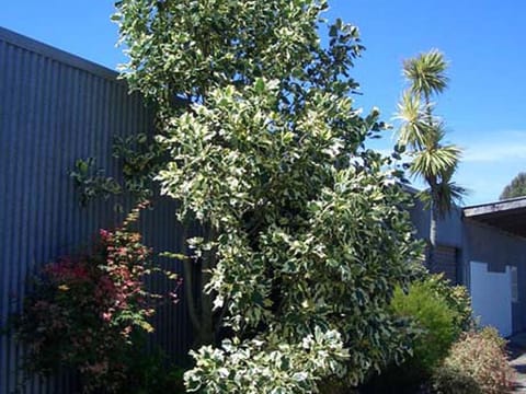 Liriodendron tulipifera 'Snowbird'