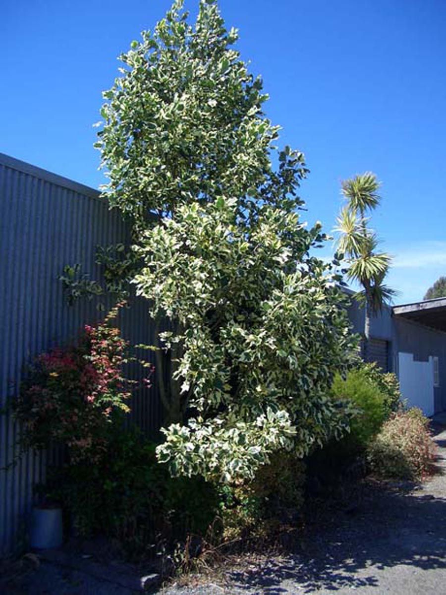 Liriodendron tulipifera 'Snowbird' (Tulip Tree), an upright variegated tree with cream-edged green leaves, beside a corrugated iron shed under blue sky.