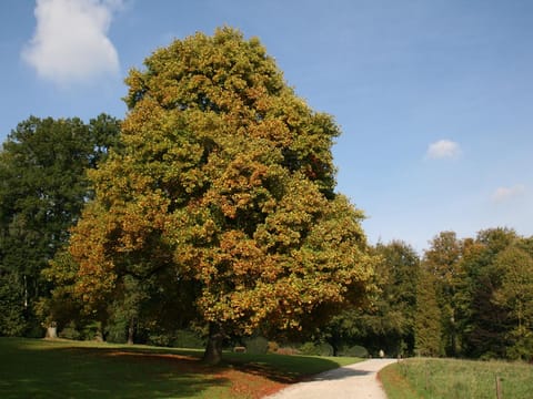 Liriodendron tulipifera