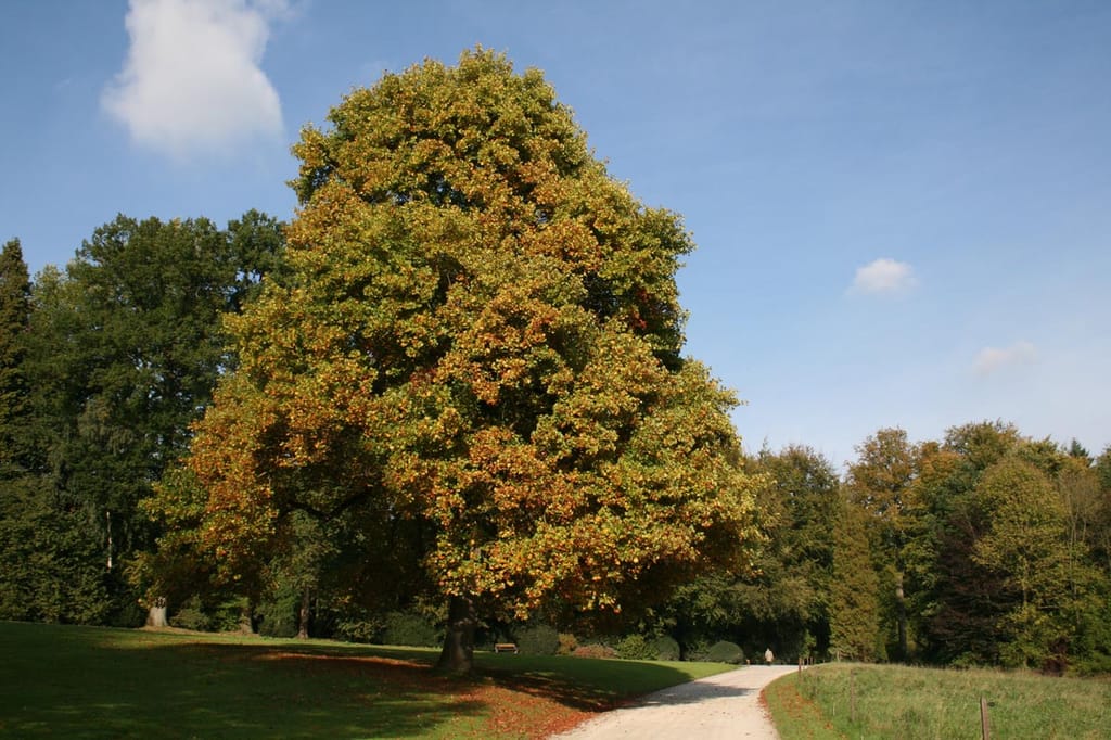 Liriodendron tulipifera (Tulip Tree), a large mature tree with a broad rounded crown turning from green to yellow and orange, beside a gravel path on a lawn.