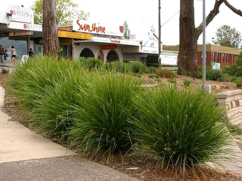 Lomandra 'Lime Tuff'