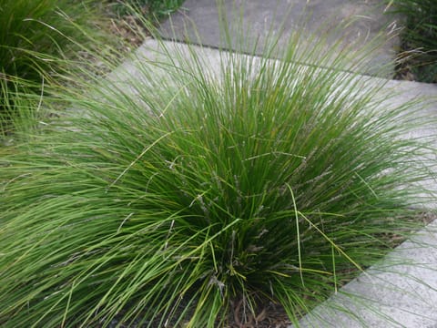 Lomandra 'Tanika'