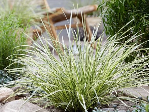 Lomandra 'White Sands'