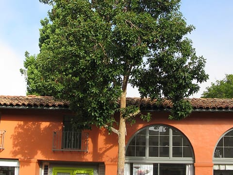 Lophostemon confertus