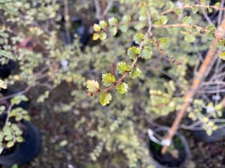 Lophozonia menziesii (Tāwhai) branch with small, rounded, toothed green leaves on slender brown twigs, with potted young plants blurred behind.